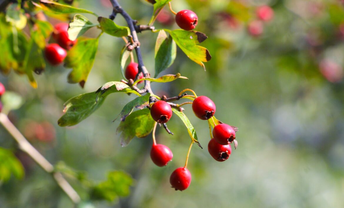 Bright red hawthorn berries hanging from green leafy branches in natural sunlight.